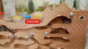 2 часть муравьи !!