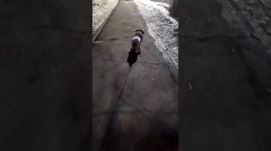 Вечерняя прогулка