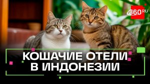Мест нет: индонезийцы забронировали все отели для кошек в стране