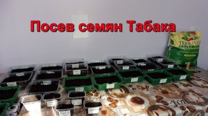 Посев семян Табака на рассаду .