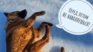 Прогулка по лесам и снегам до бобриных плотин с Псом Кубиком. Весенеет изо всех сил!