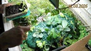 Домашняя аквапоника. Посадка клубники, салата и пищевых цветов алиссум в УЗВ с форелью и карасём.