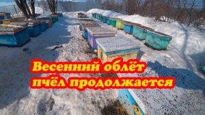 ПРОДОЛЖАЕТСЯ ОБЛЁТ ПЧЁЛ ПОСЛЕ ЗИМОВКИ, ИНФОРМАЦИЯ ПО ВЫВОДУ МАТОК