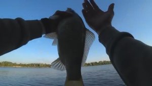 КОНЕЦ ЗАПРЕТУ! ПОПЕРЛИ САЗАНЫ И КАРАСИ НА ДОНУ! Рыбалка на донки. Ловля сазана.