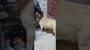 Вот такие получаются вольеры когда не обкрадывает животных и не живёшь за их счёт