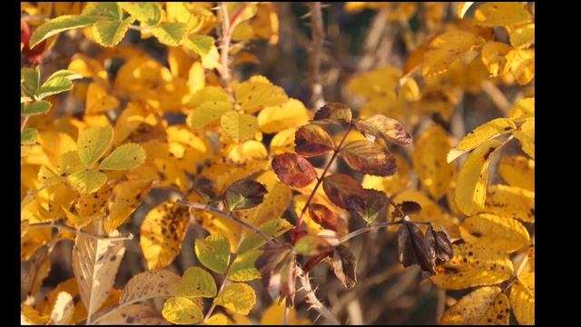 2020.11.04 Ладога, Корнево.mp4