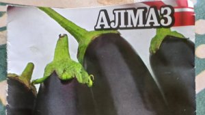 РАССАДА БАКЛАЖАНОВ