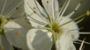 Ты похожа на весну музыка и исполнение Олега Сапегина,стихи Юлии Вихаревой