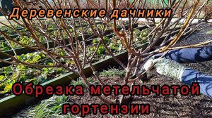 Весенняя обрезка метельчатой гортензии. Деревенские дачники
