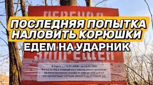 Последняя попытка наловить корюшки | Едем на ударник!