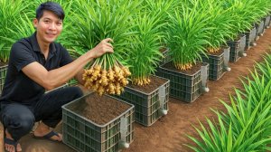 Старые пластиковые контейнеры - большой урожай имбиря! Легко вырастите высокоурожайный имбирь