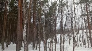 В лесу ещё много снега