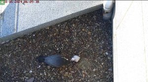 После зимовки соколы-сапсаны вернулись на крышу банка в Уфе