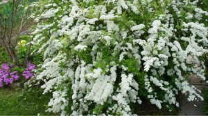 Спирея серая Грефшейм