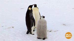 Каждый пингвин - отличный семьянин! Доброе утро. Фрагмент выпуска от 17.03.2026