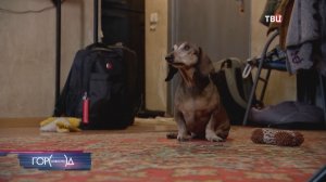 Москвичка устроила дома приют для такс со сложной судьбой