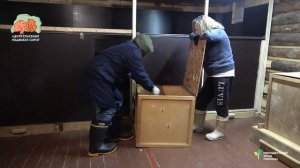 Переселение  медвежьего народа