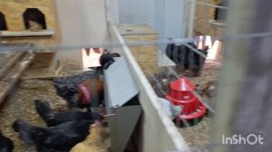 17-03-2026  Готовимся к приезду цыплят 🐥.