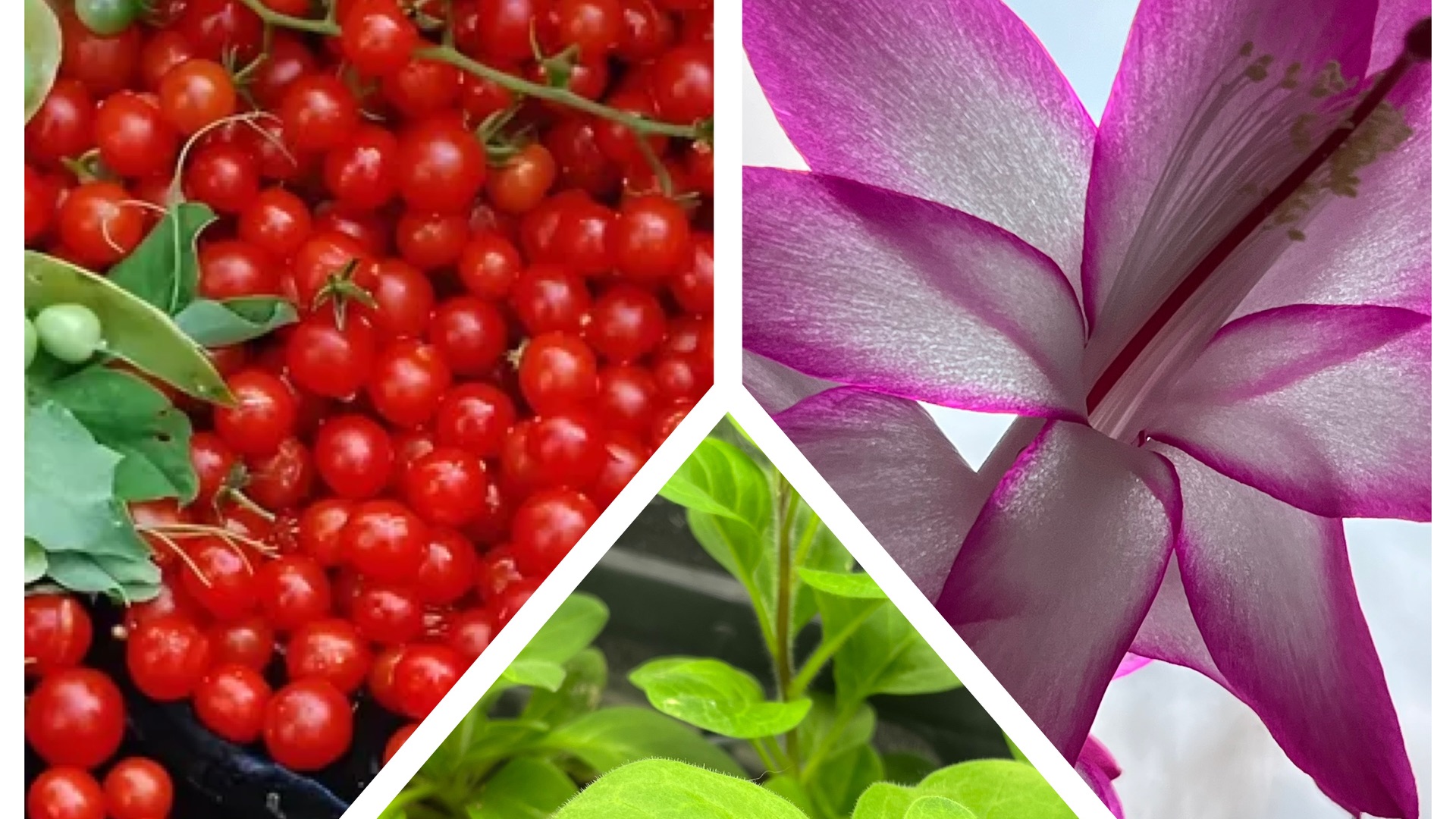 Самый маленький томат в мире! Беглецы из Флорика! Заказ с WB!