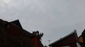 Николаевские голуби  48rus