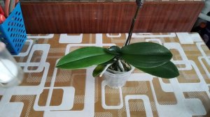 Орхидея во мху из "Петёрочки" А-ля Арлекин. Входящая обработка.