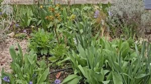 14-16 марта 2026. Дождик идёт , а я копаюсь в саду и собаки мне в помощь. Кошка на меня в обиде.