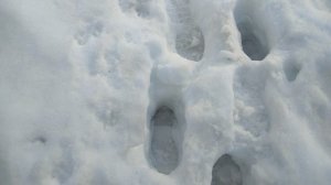 Река оттаивает!Рыхлый снег!Весна❤