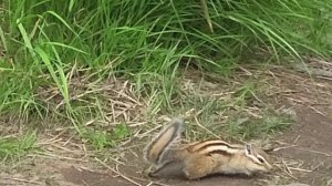 Колымский бурундук. Chipmunk on Kolyma