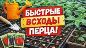 Сеем сладкий перец и баклажан как получить дружные всходы за 5 дней
