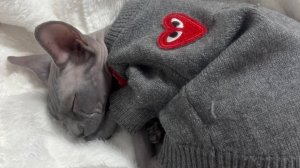 Нежность. Мишелька балдеет.