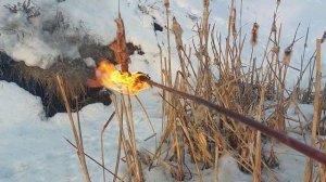 Жгу пух камыша на пруду в саду! Жизнь в деревне, жизнь на природе