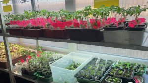 Теплица прошла испытание, переносим растения в теплицу.