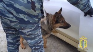 Служебная собака помогла полицейским найти наркотайники в авто пойманного под Липецком наркокурьера