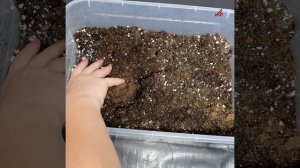 Всё дело в грунте: садовод Туманов назвал причину, почему не растёт рассада