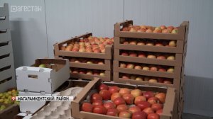 В преддверии Ураза-байрама дагестанские фермеры отправили в зону СВО 20 тонн яблок