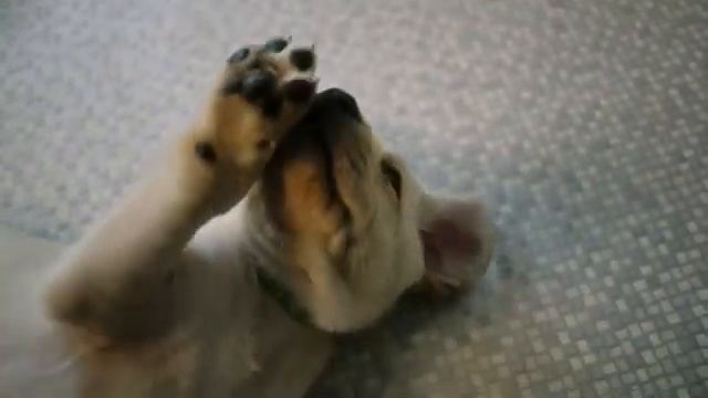 ЗООГОСТИНИЦА. ПЕРЕДЕРЖКА СОБАК.