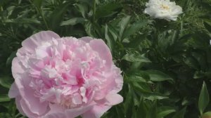 Пион  Petticoat Flounce