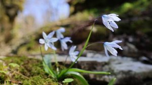 Поход (ПВД) Галицино - Красная Воля цвет 14 03 2026