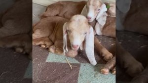 Выбираем имя мальчику! Смотрите первую серию нового проекта «Пушистые истории»