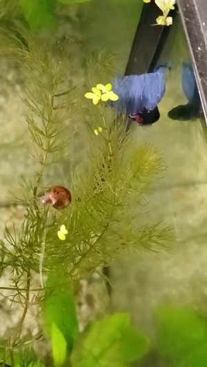 Синяя рыба ныряет