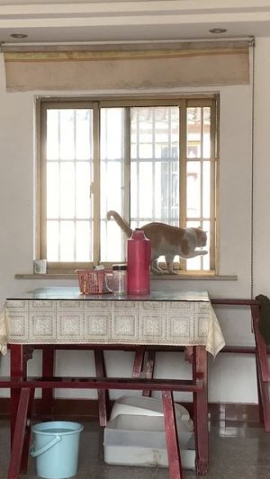 Если вас не будет дома, кот сам себя выгуляет