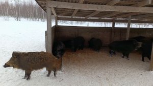 Охота на Кабана