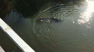 САМАЯ БОЛЬШАЯ РЫБА В ЖИЗНИ!РЫБАЛКА В ЧЕРТЕ ГОРОДА!