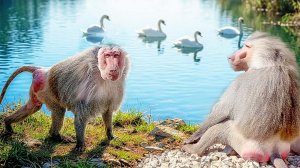 ДИКИЕ лебеди на озере у ГАМАДРИЛОВ! Дед КИДАЕТСЯ на нас, но мы его не БОИМСЯ, через решетку!😁😁😁