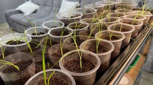 Пикировка расады