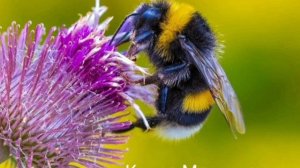 Полукавер Мохшмеля))