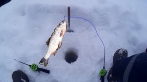 Как одеть червя на мормышку и сразу поймать Рыбу