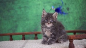 King 1,5 месяца