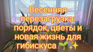17-03-2026Весенняя перезагрузка: порядок, цветы и новая жизнь для гибискуса 🌱✨