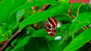 Природа.Релакс.